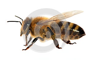Bee or honeybee or honey bee isolated on the white