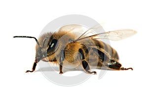 Bee or honeybee or honey bee isolated on the white