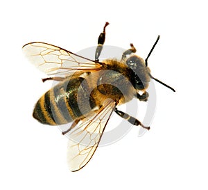 Bee or honeybee or honey bee isolated on the white