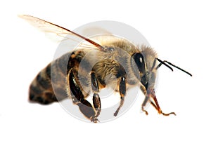 Bee or honeybee or honey bee isolated on the white