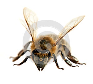 Bee or honeybee or honey bee isolated on the white