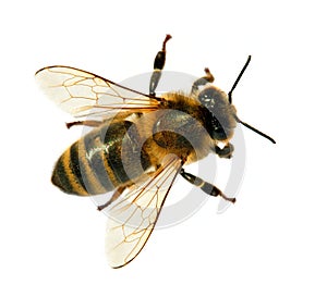 Bee or honeybee or honey bee isolated on the white photo