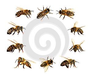 Bee or honeybee isolated on the white background