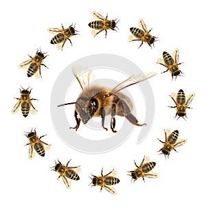 Bee or honeybee isolated on the white background