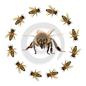 Bee or honeybee isolated on the white background