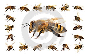 Bee or honeybee isolated on the white background