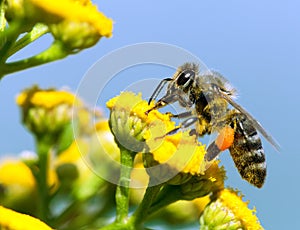 Bee or honeybee in Latin Apis Mellifera