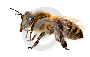 Bee or honeybee in Latin Apis Mellifera