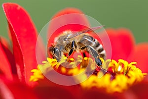 Bee or honeybee in Latin Apis Mellifera