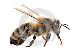 Bee or honeybee in Latin Apis Mellifera