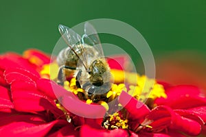 Bee or honeybee in Latin Apis Mellifera