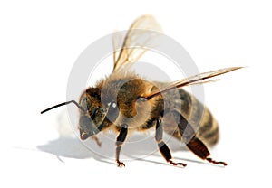 Bee or honeybee in Latin Apis Mellifera