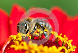 Bee or honeybee in Latin Apis Mellifera