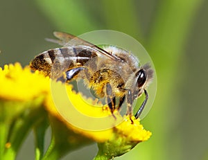 Bee or honeybee in Latin Apis Mellifera