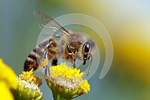 Bee or honeybee in Latin Apis Mellifera