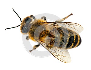 Bee or honeybee in Latin Apis Mellifera