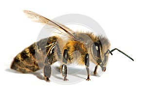 Bee or honeybee in Latin Apis Mellifera