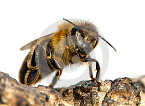 Bee or honeybee in Latin Apis Mellifera