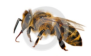 Bee or honeybee in Latin Apis Mellifera