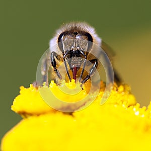 Bee or honeybee in Latin Apis Mellifera