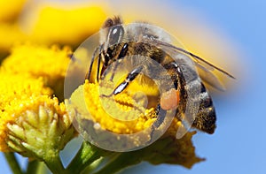 Bee or honeybee in Latin Apis Mellifera