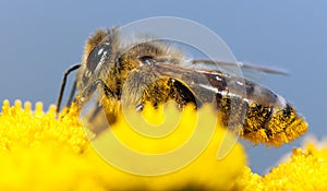 Bee or honeybee in Latin Apis Mellifera