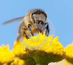 Bee or honeybee in Latin Apis Mellifera