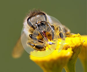 Bee or honeybee in Latin Apis Mellifera