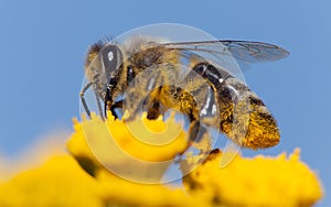 Bee or honeybee in Latin Apis Mellifera