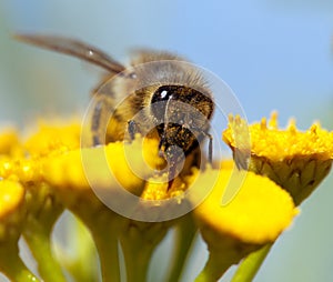 Bee or honeybee in Latin Apis Mellifera