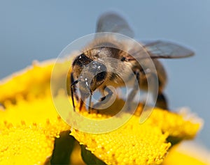 Bee or honeybee in Latin Apis Mellifera