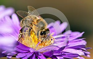 Bee or honeybee in Latin Apis Mellifera on blue flower