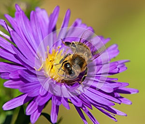 Bee or honeybee in Latin Apis Mellifera on blue flower
