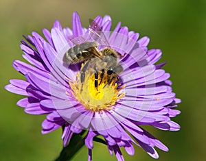 Bee or honeybee in Latin Apis Mellifera on blue flower