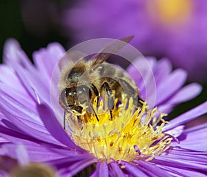 Bee or honeybee in Latin Apis Mellifera on blue flower