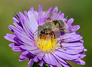 Bee or honeybee in Latin Apis Mellifera on blue flower