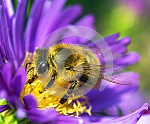 Bee or honeybee in Latin Apis Mellifera on blue flower