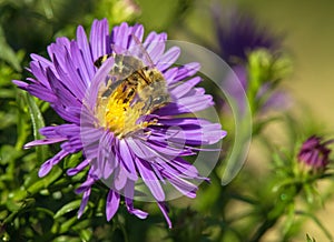 Bee or honeybee in Latin Apis Mellifera on blue flower