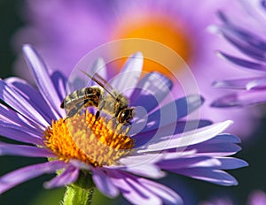 bee or honeybee in Latin Apis Mellifera on blue flower