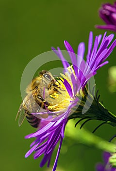 bee or honeybee in Latin Apis Mellifera on blue flower