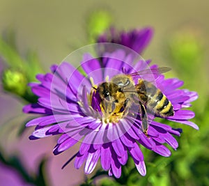 bee or honeybee in Latin Apis Mellifera on blue flower