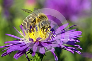 bee or honeybee in Latin Apis Mellifera on blue flower