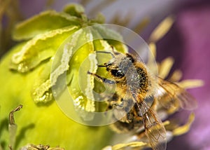 bee or honeybee in Latin Apis Mellifera, european or western honey bee sitting on poppy flower papaver somniferum