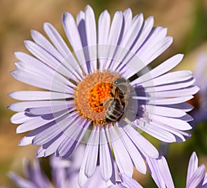 Bee or honeybee in Latin Apis Mellifera on flower