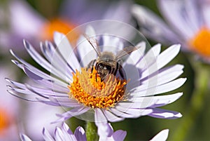 Bee or honeybee in Latin Apis Mellifera on flower