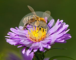 Bee or honeybee in Latin Apis Mellifera on flower