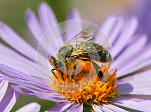 Bee or honeybee in Latin Apis Mellifera on flower