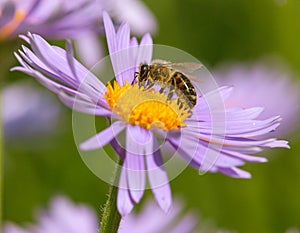 Bee or honeybee in Latin Apis Mellifera on flower