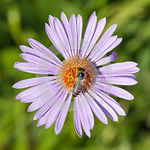 Bee or honeybee in Latin Apis Mellifera on flower