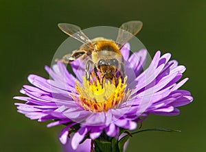 Bee or honeybee in Latin Apis Mellifera on flower